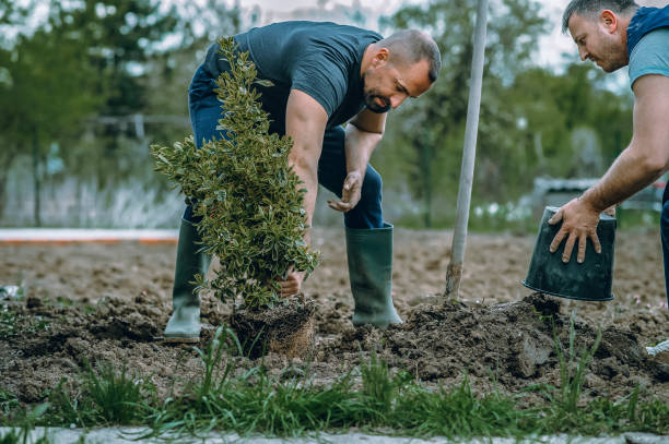 Best Arborist Services Near Me  in Sylvan Lake, MI